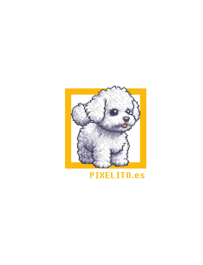 Frisé Bichon - 022px