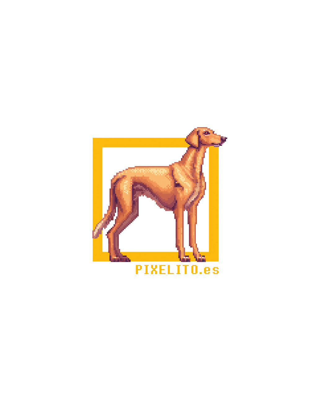 Greyhound espanhol - 034px